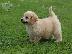 PoulaTo: Cavapoo Red